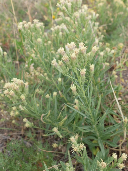 Brickellia eupatorioides var. corymbulosa